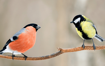 Big Garden Birdwatch