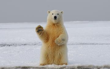 This week we are celebrating NATIONAL POLAR BEAR DAY